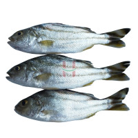 Bagaong (Crescent Perch Fish)