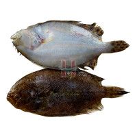 Dapa (Indian Halibut Fish)