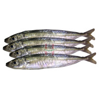 Galunggong (Mackerel Scad)