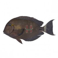 Labahita (Surgeon Fish)