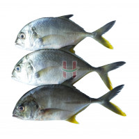 Talakitok (Trevally Fish)