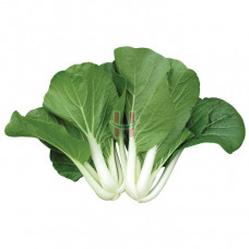 Pechay (Native Chinese Cabbage)