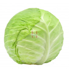 Repolyo (Round Cabbage)