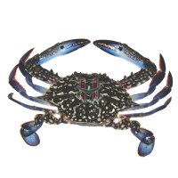 Alimasag (Blue Swimmer Crab) Large