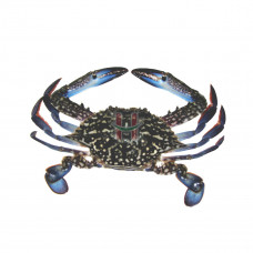 Alimasag (Blue Swimmer Crab) Medium
