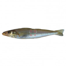 Asuhos (Silver Banded Whiting Fish) Assorted Size