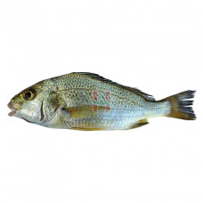 Bakoko (Sea Bream Fish) Assorted Size