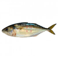 Hasa-Hasa (Indian Mackerel Fish) Assorted Size