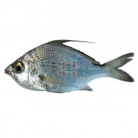 Malacapas (Silver Biddy Fish) Assorted Size