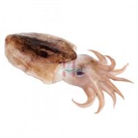 Pusit Lumot (Cuttlefish)