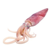 Pusit (Squid)