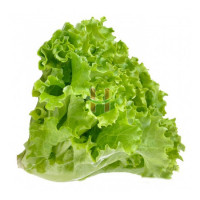 Litsugas (Green Ice Lettuce)